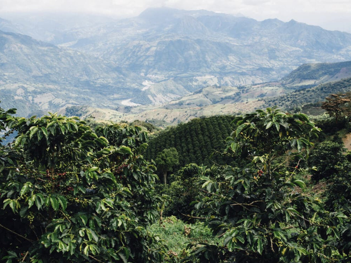 Colombia Medellin N° 19