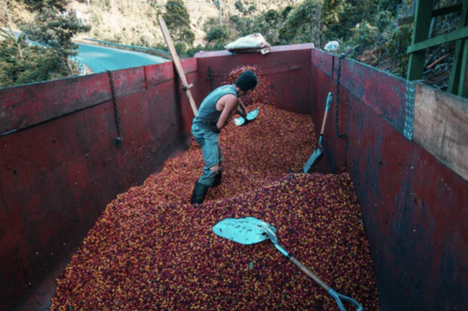 Costa Rica Tarrazu San Rafael N° 21